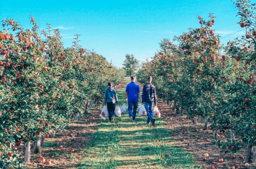 Picking Apples