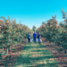 Picking Apples